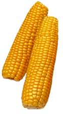 corn